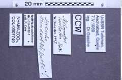 Etiketten zu Melanotus imitator (Dolin, 1997) (NHMW-ZOO-COL-0007749)